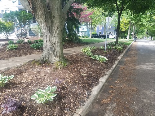 Planting & Garden Design